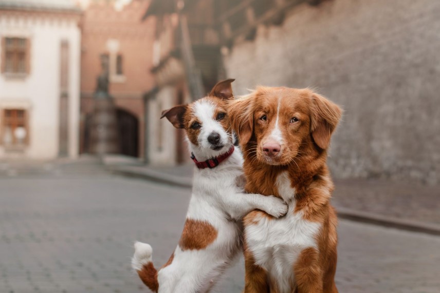 8 Reasons Why Two Dogs Are Better Than One