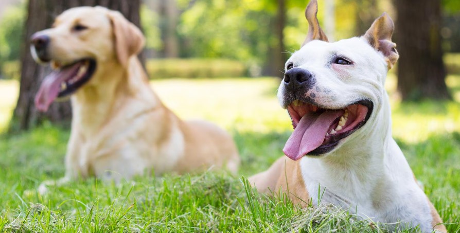 How to Choose a Second Dog: A Guide for Dog Owners